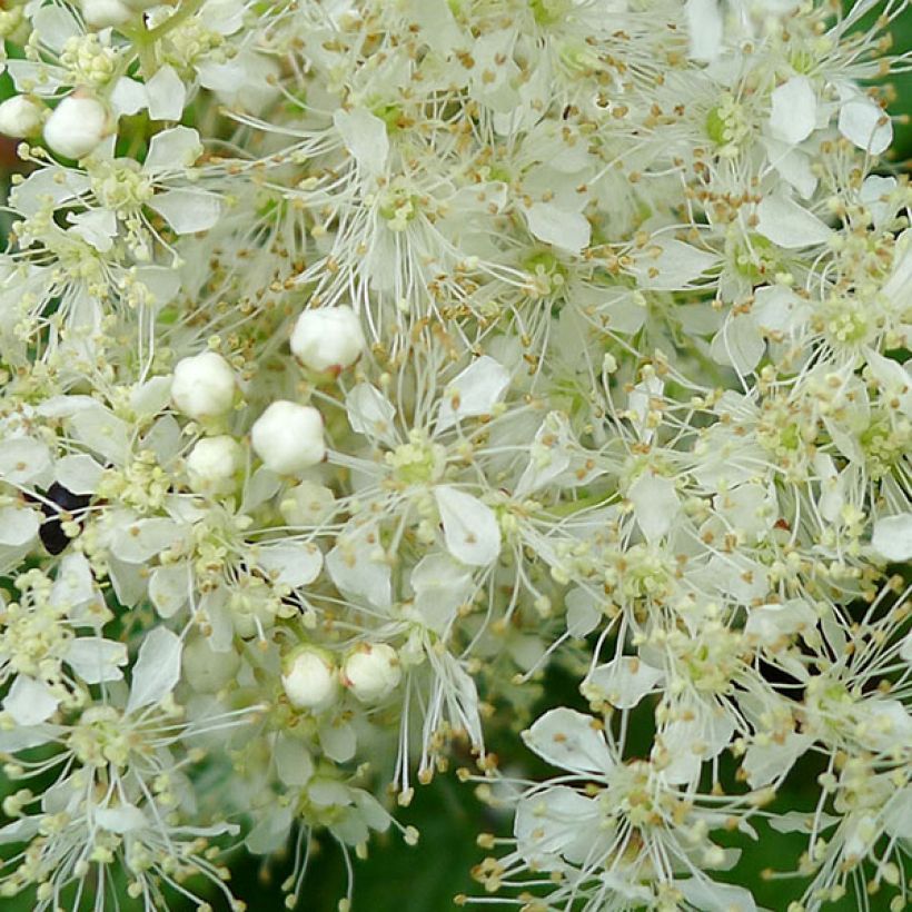 Mesiangervo Aurea (Kukinta)