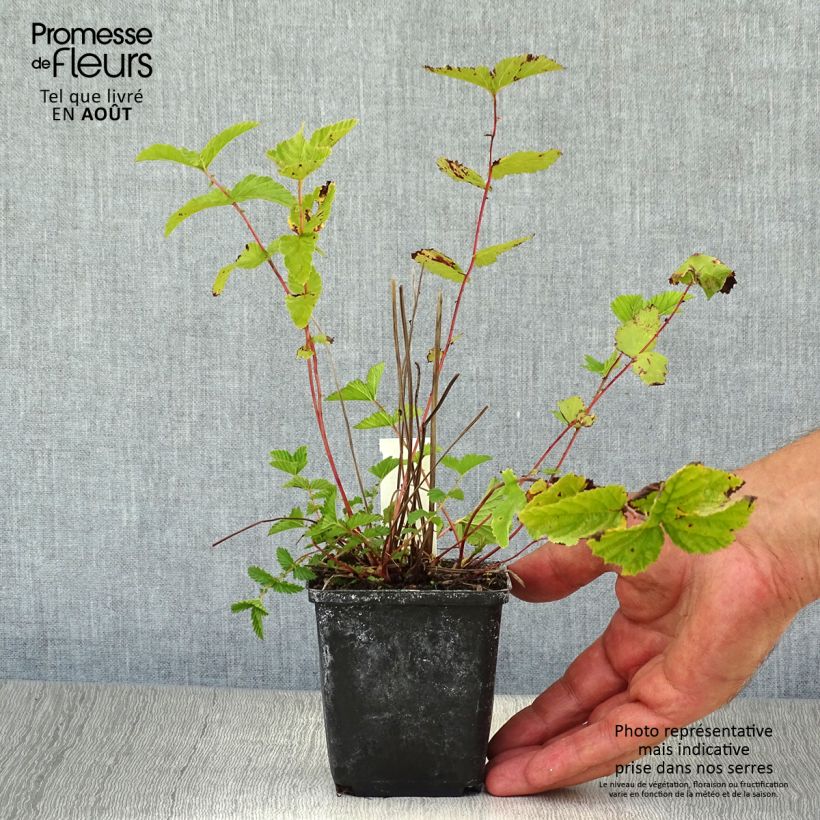 Esimerkki kesällä toimitetusta Mesiangervo - Filipendula ulmaria Taimiruukku 8/9 cm-taimesta