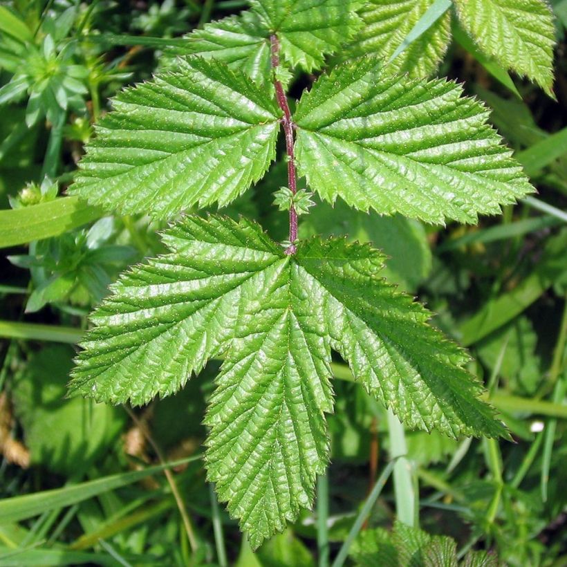 Mesiangervo Rosea (Lehvistö)