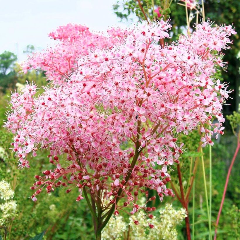 Mesiangervo Rosea (Kukinta)