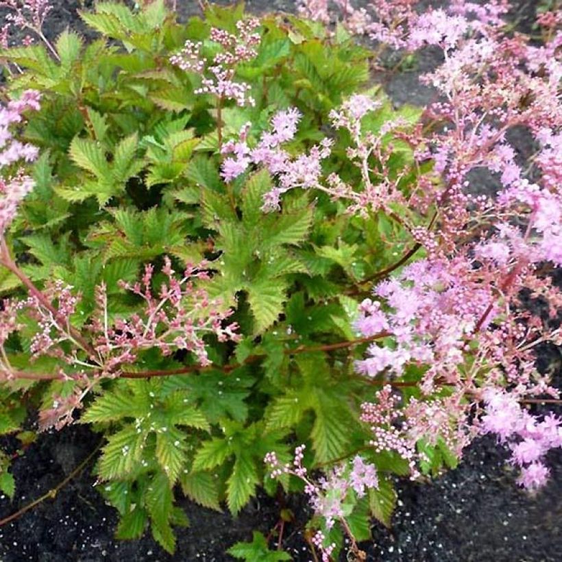 Mesiangervo Rosea (Kasvutapa)
