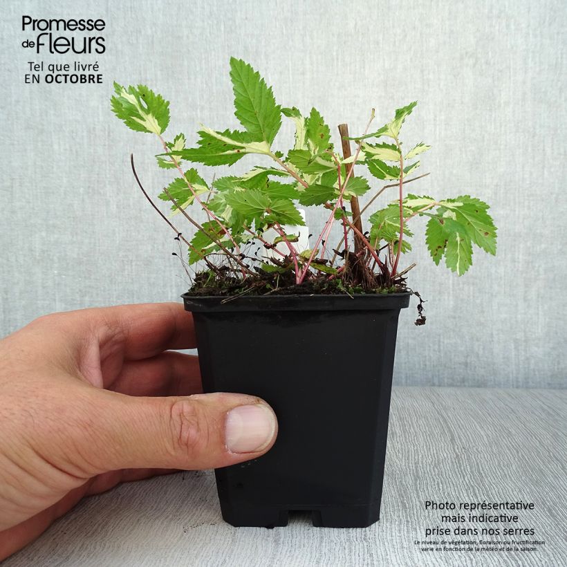 Esimerkki syksyllä toimitetusta Mesiangervo Variegata 8/9 cm taimiruukku-taimesta