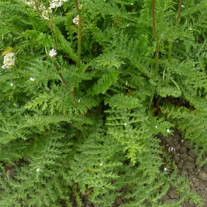 Sikoangervo - Filipendula vulgaris (Lehvistö)