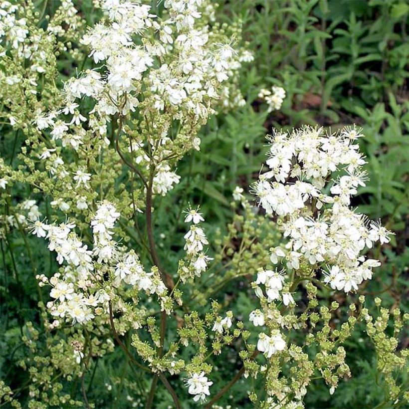 Sikoangervo - Filipendula vulgaris (Kukinta)