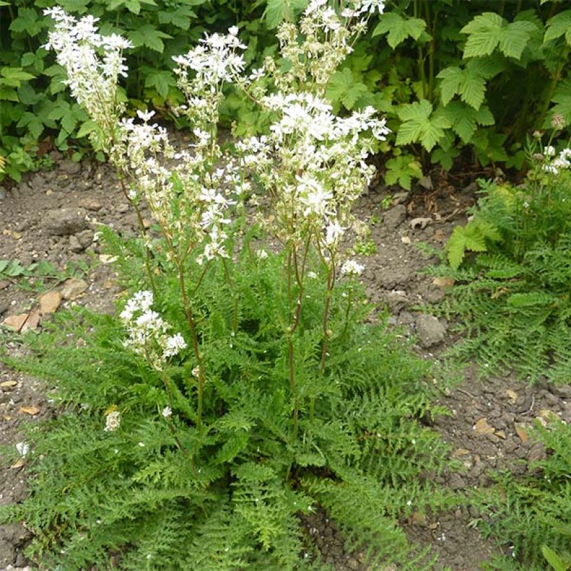 Sikoangervo - Filipendula vulgaris (Kasvutapa)