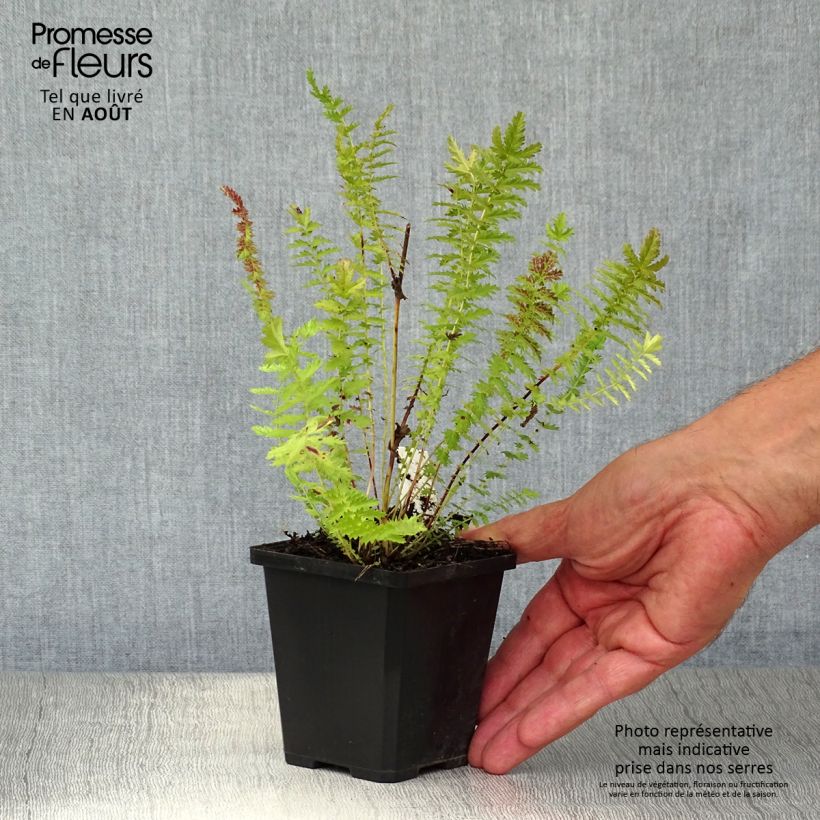 Esimerkki kesällä toimitetusta Sikoangervo - Filipendula vulgaris Godet de 8/9 cm-taimesta