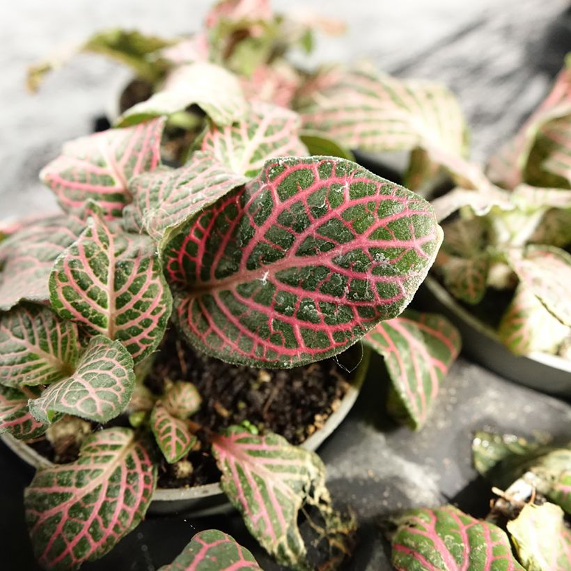 Fittonia albivenis Pink Special (Lehvistö)