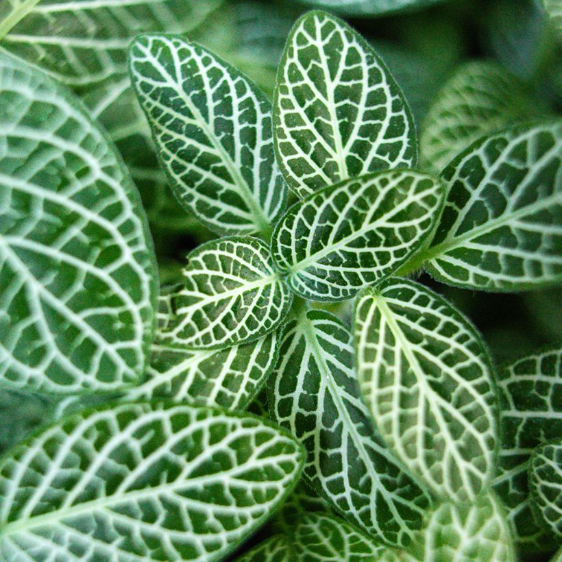 Fittonia albivenis Mini White (Lehvistö)
