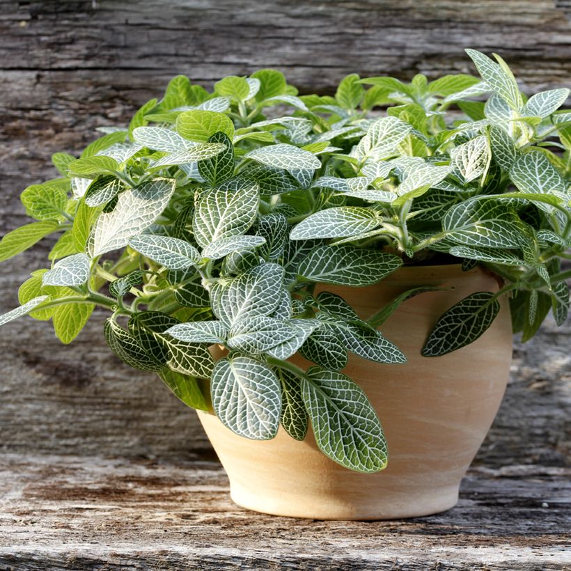 Fittonia albivenis Mini White (Kasvutapa)