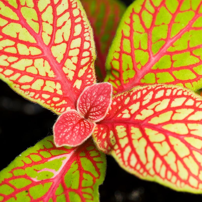Fittonia albivenis Skeleton (Lehvistö)