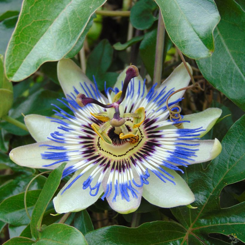 Kärsimyspassio (siemenet) - Passiflora caerulea (Kukinta)