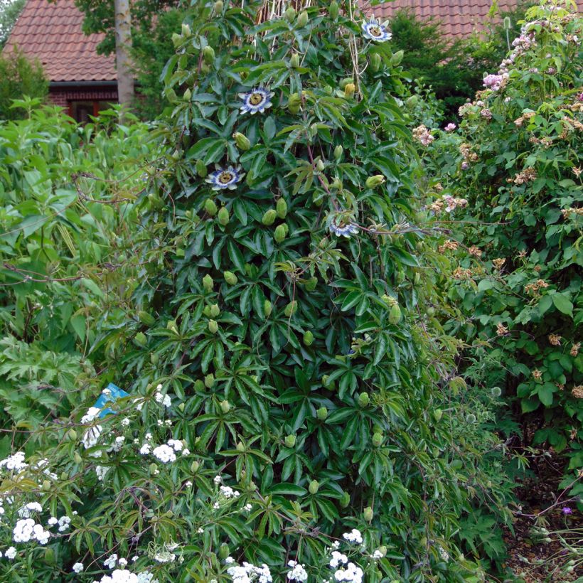 Kärsimyspassio (siemenet) - Passiflora caerulea (Kasvutapa)