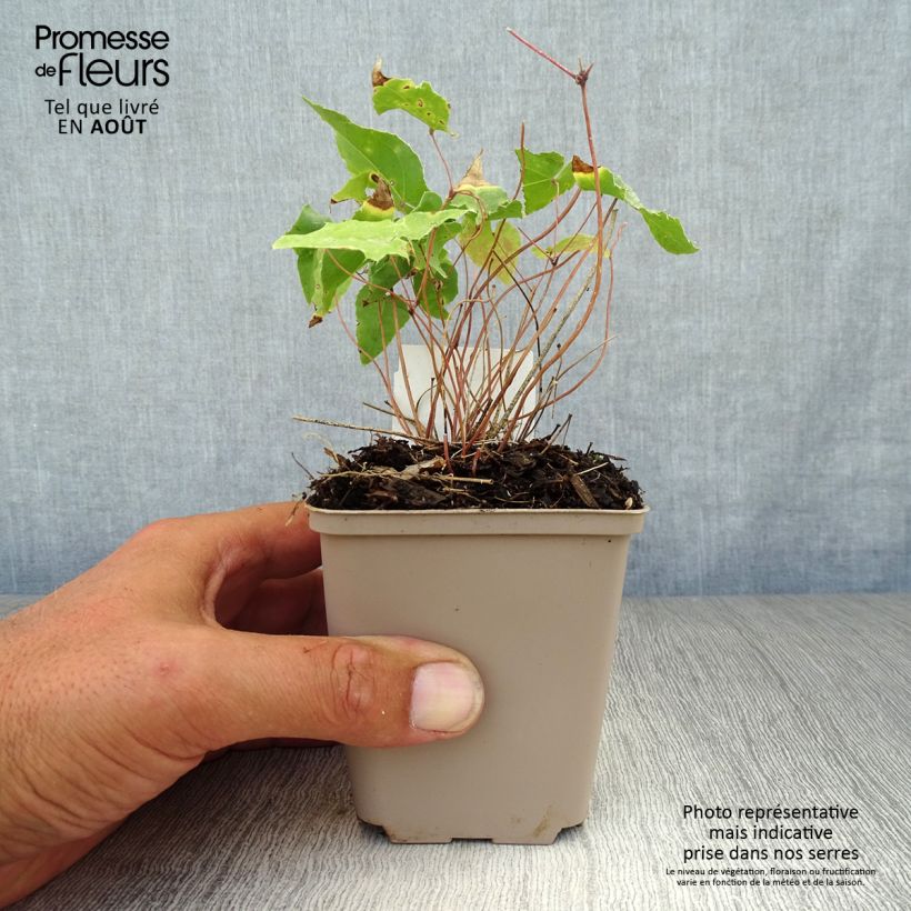 Esimerkki kesällä toimitetusta Varjohiippa Amber Queen Taimiruukku 8/9 cm-taimesta