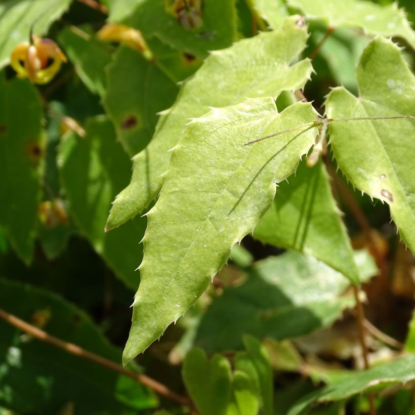 Varjohiippa Amber Queen (Lehvistö)