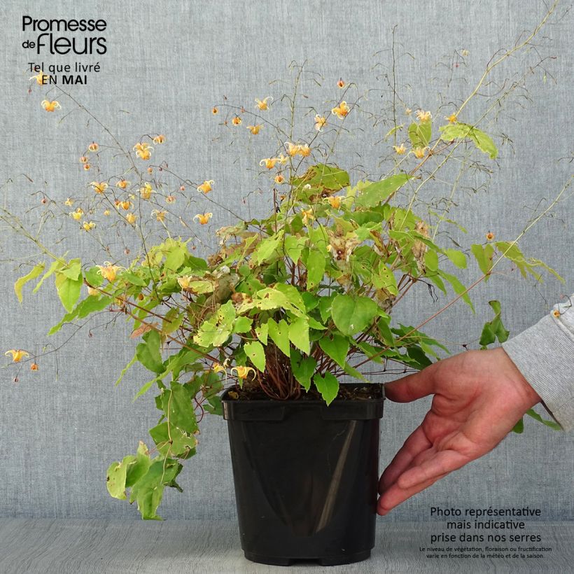 Esimerkki keväällä toimitetusta Varjohiippa Amber Queen Ruukku 3L / 4L-taimesta