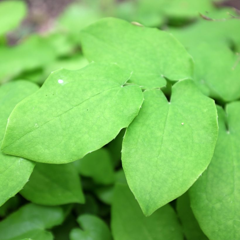 Varjohiippa - Epimedium pubigerum (Lehvistö)