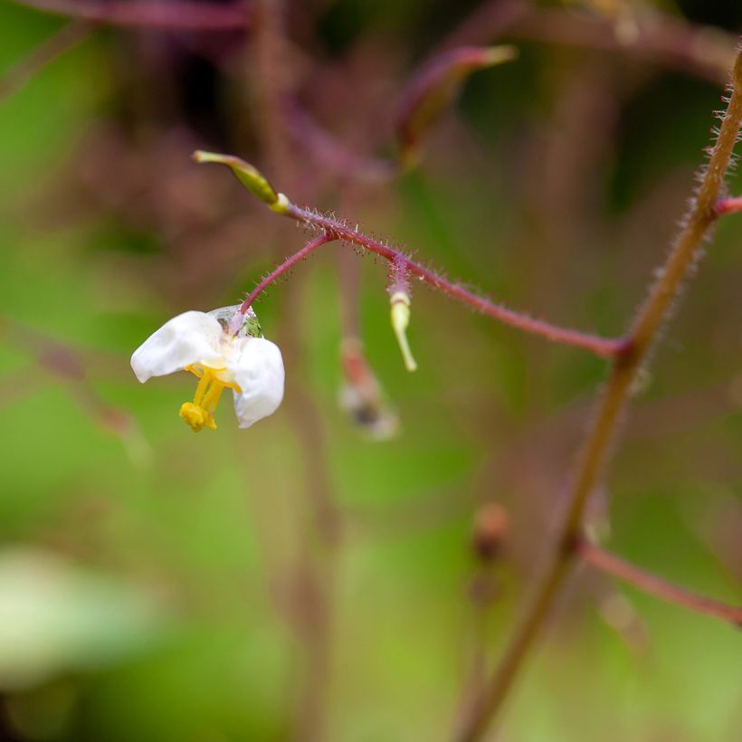Varjohiippa - Epimedium pubigerum (Kukinta)