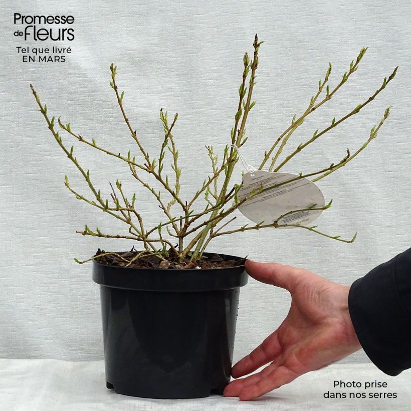 Example of Komeaonnenpensas Marée d'Or Pot de 3L/4L as you get in printemps