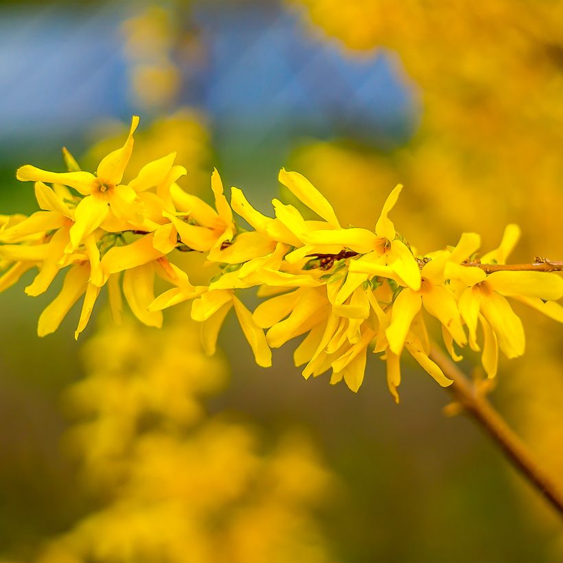Komeaonnenpensas Marée d'Or (Flowering)