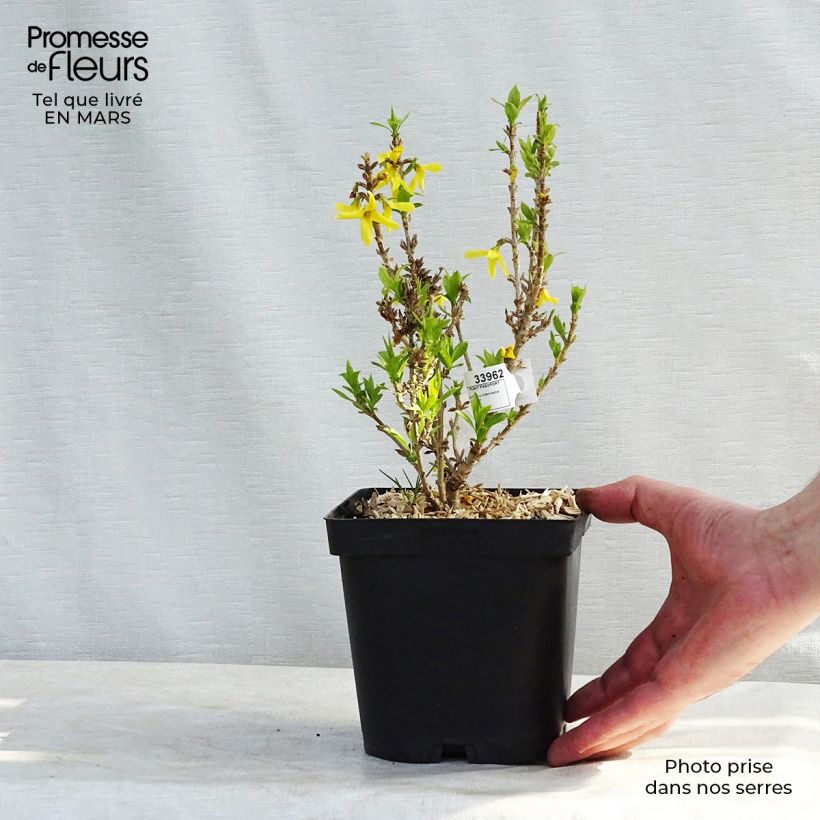 Esimerkki talvella toimitetusta Komeaonnenpensas Nimbus Pot de 2L/3L-taimesta