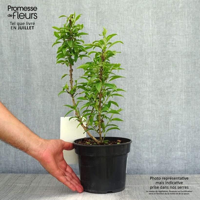 Esimerkki kesällä toimitetusta Komeaonnenpensas Nimbus Pot de 3L/4L-taimesta