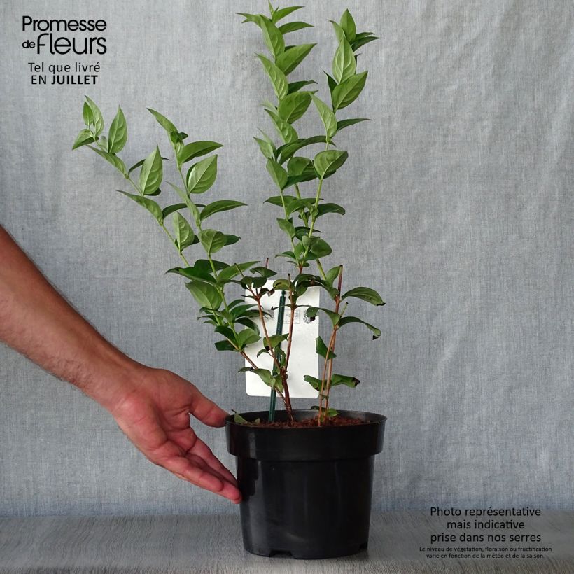Esimerkki kesällä toimitetusta Vitipensas - Abeliophyllum distichum Ruukku 2L / 3L-taimesta