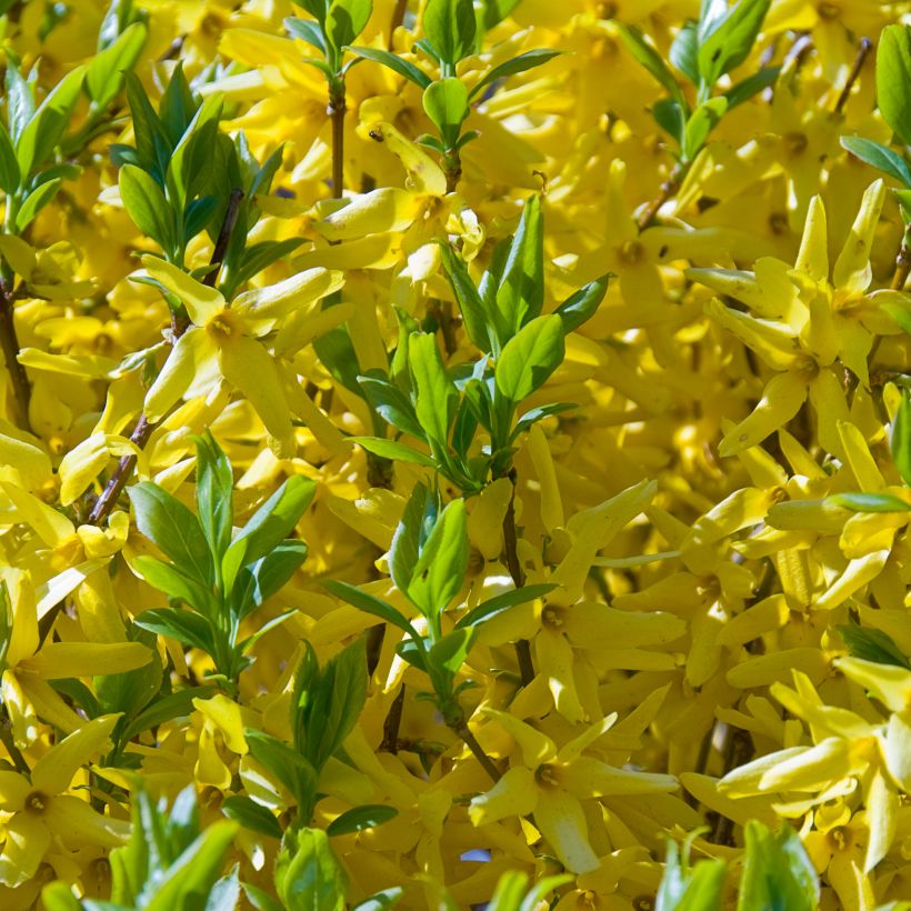 Komeaonnenpensas Golden Times (Kukinta)