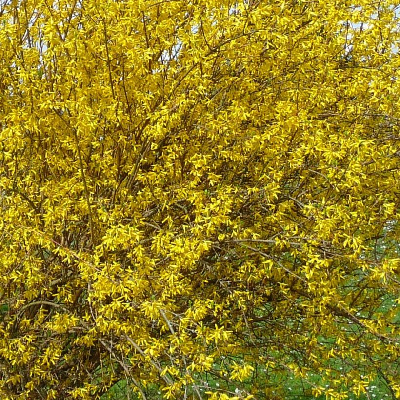Komeaonnenpensas Lyngold (Kukinta)