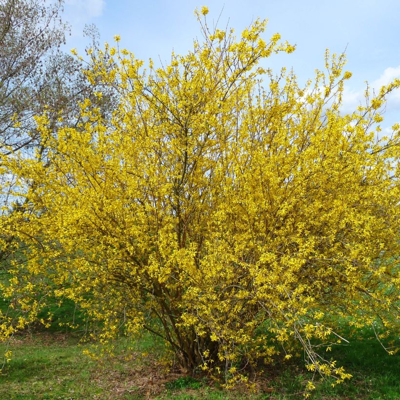 Komeaonnenpensas Lyngold (Kasvutapa)