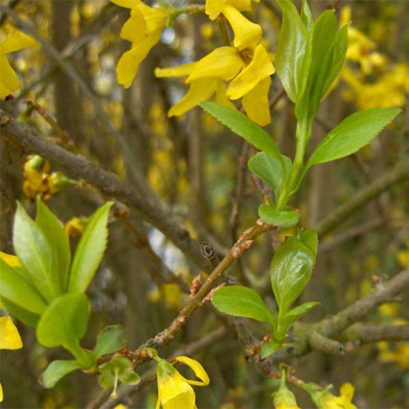 Komeaonnenpensas Spectabilis (Lehvistö)