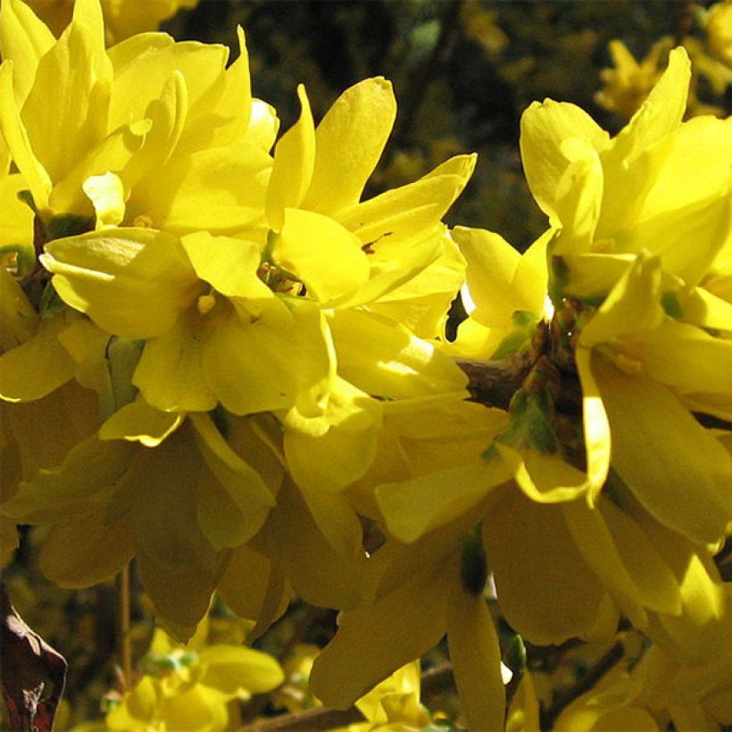 Komeaonnenpensas Spectabilis (Kukinta)