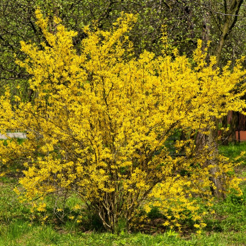 Komeaonnenpensas - Forsythia x intermedia (Kasvutapa)