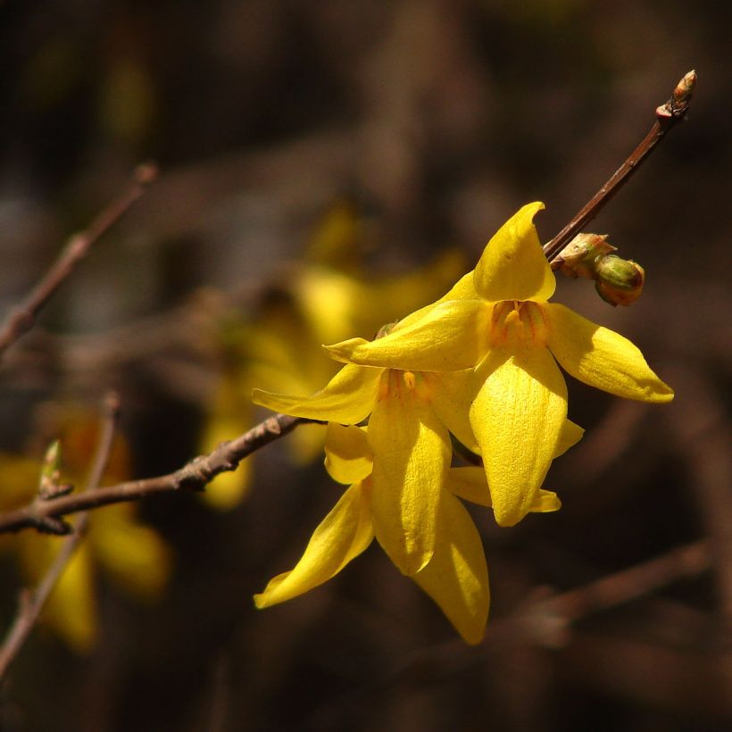 Koreanonnenpensas Kumsun (Kukinta)