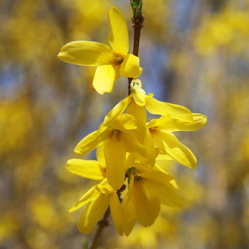 Komeaonnenpensas Gold Rausch (Kukinta)