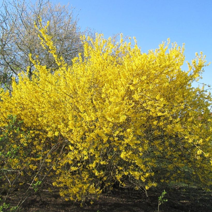 Komeaonnenpensas Gold Rausch (Kasvutapa)