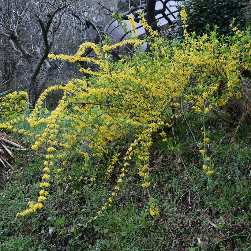 Riippaonnenpensas Aurea (Kasvutapa)