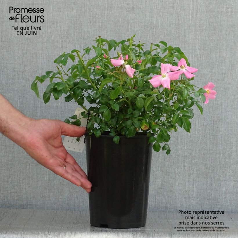 Esimerkki kesällä toimitetusta Floribundaruusu Rigo Rosen Fortuna 2 litran/3 litran ruukku-taimesta