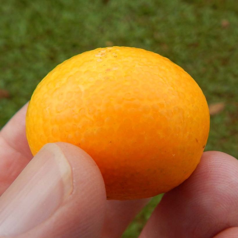 Kumkvatti - Citrus japonica (Sadonkorjuu)