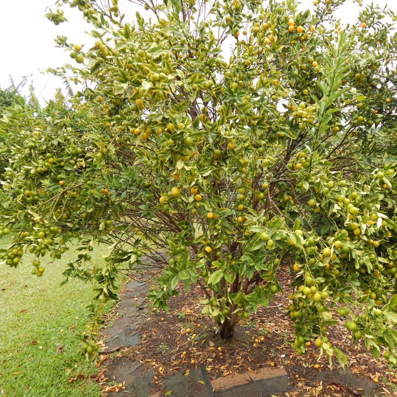 Kumkvatti - Citrus japonica (Kasvutapa)