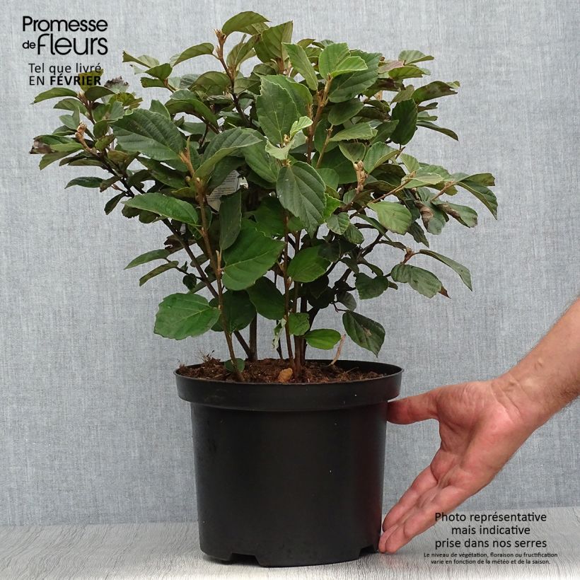 Esimerkki syksyllä toimitetusta Höyhenpensas - Fothergilla gardenii 3 litran/4 litran ruukku-taimesta