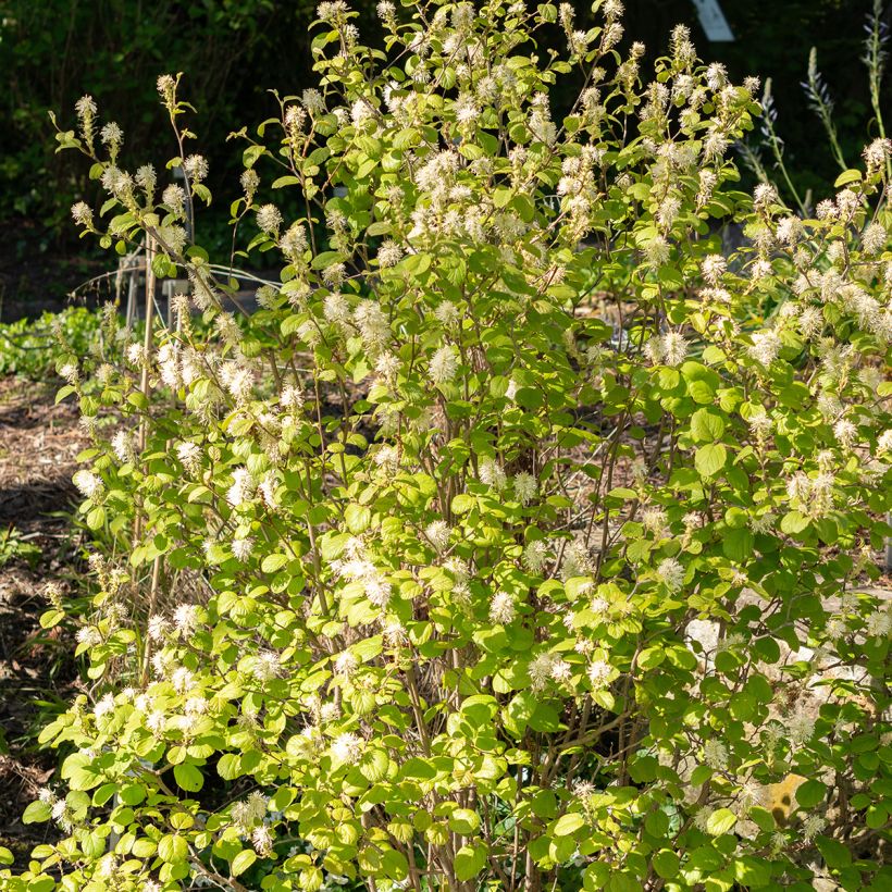 Höyhenpensas - Fothergilla gardenii (Kasvutapa)