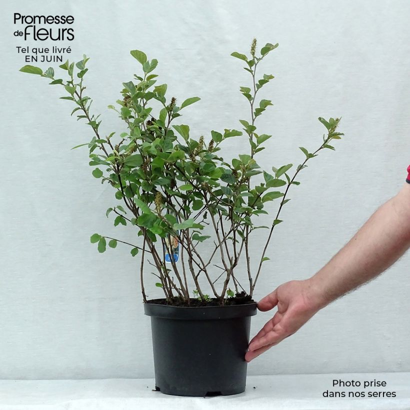 Esimerkki kesällä toimitetusta Höyhenpensas - Fothergilla gardenii Pot de 3L/4L-taimesta