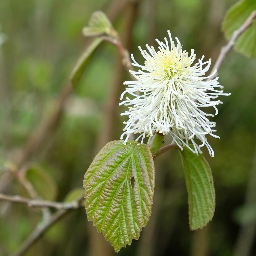Höyhenpensas - Fothergilla major (Kukinta)