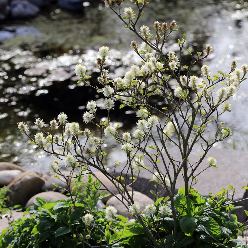 Höyhenpensas - Fothergilla major (Kasvutapa)