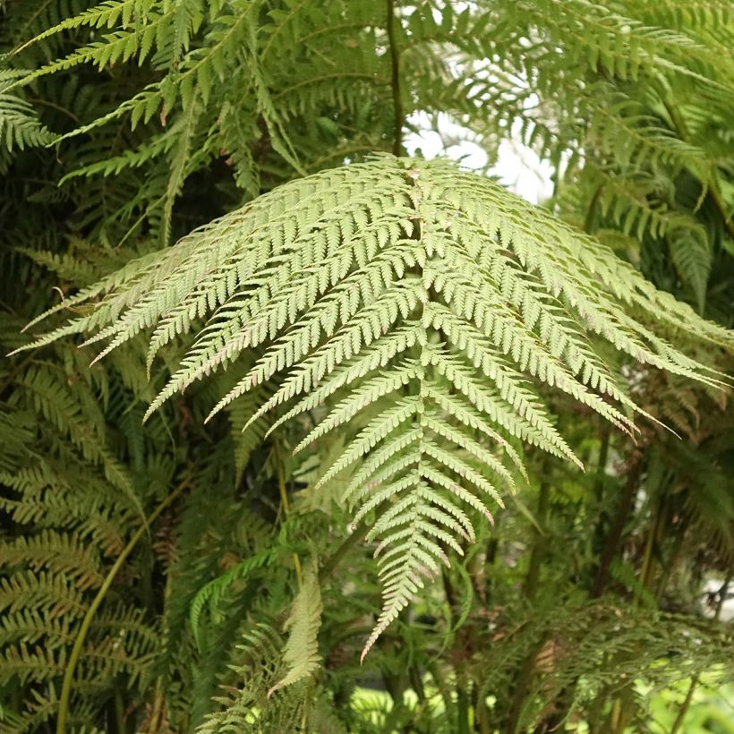 Partarankasaniainen - Dicksonia antarctica (Lehvistö)