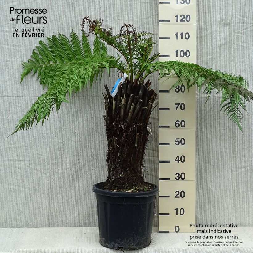 Esimerkki talvella toimitetusta Partarankasaniainen - Dicksonia antarctica 18 litran/20 litran ruukku, Korkea runko-taimesta