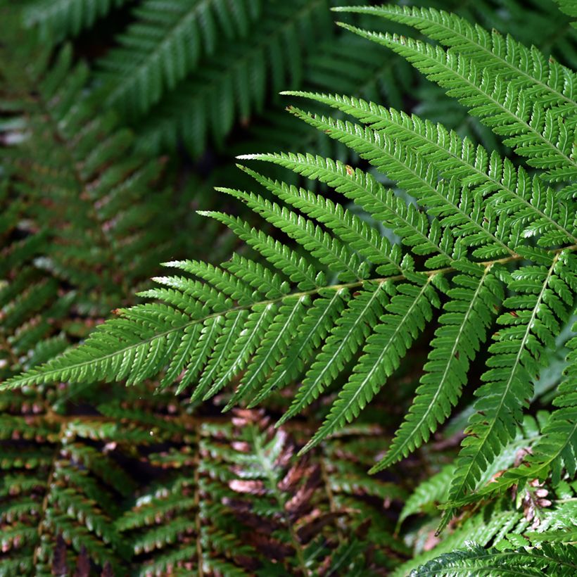 Dicksonia fibrosa (Lehvistö)