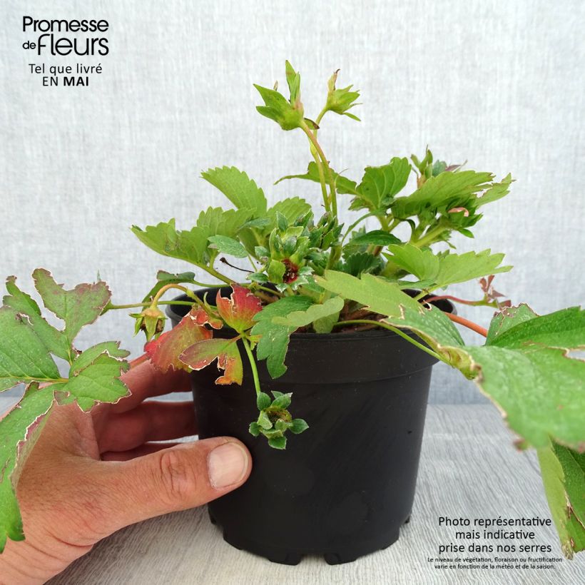 Esimerkki keväällä toimitetusta Ahomansikka Pink Marathon Pot de 1,5L/2L-taimesta