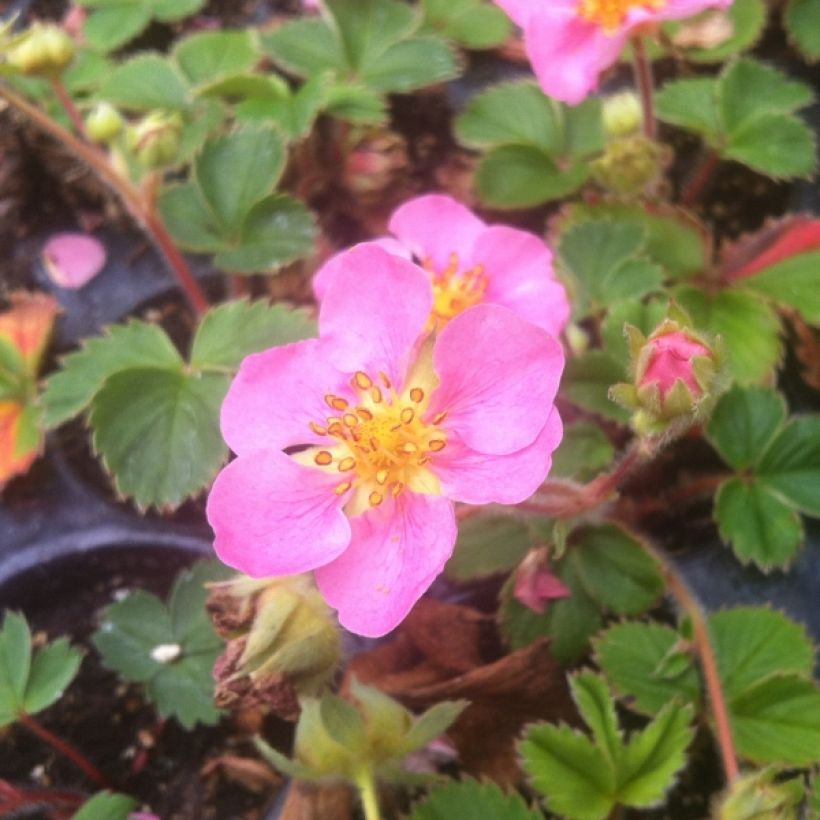 Fragaria Pink Panda (Kasvutapa)