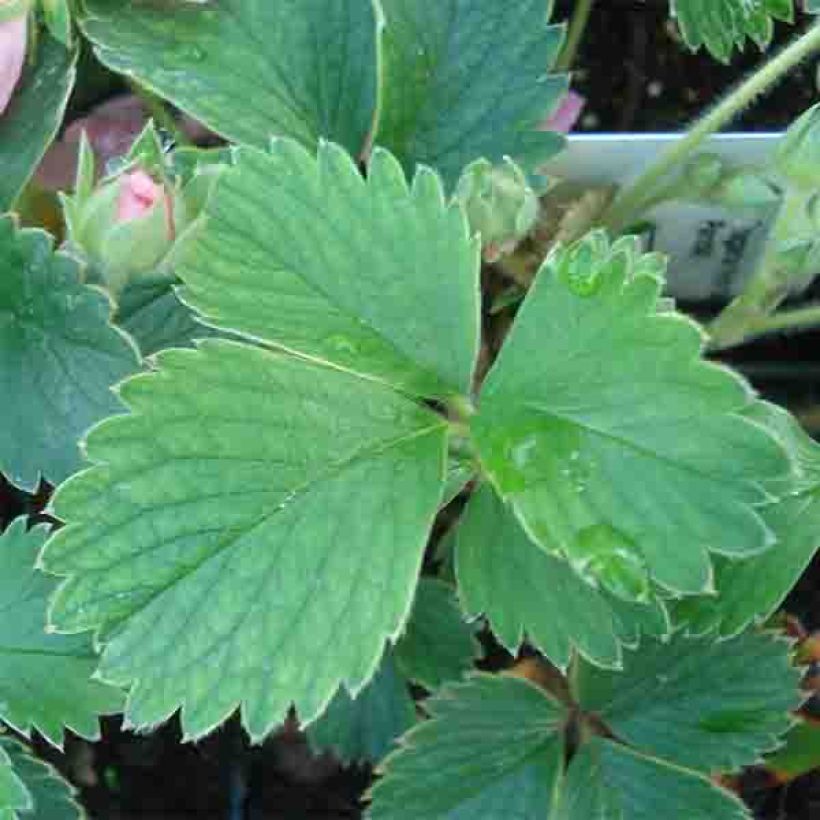Fragaria Pink Panda (Lehvistö)